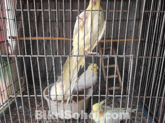 Cockatiel Bird